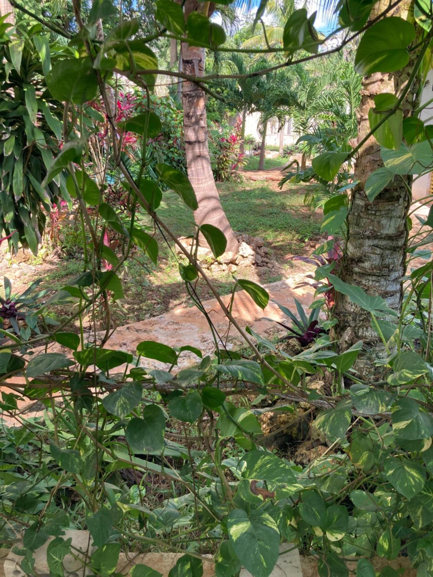 Green Paradise Леона-Викарио Экстерьер фото