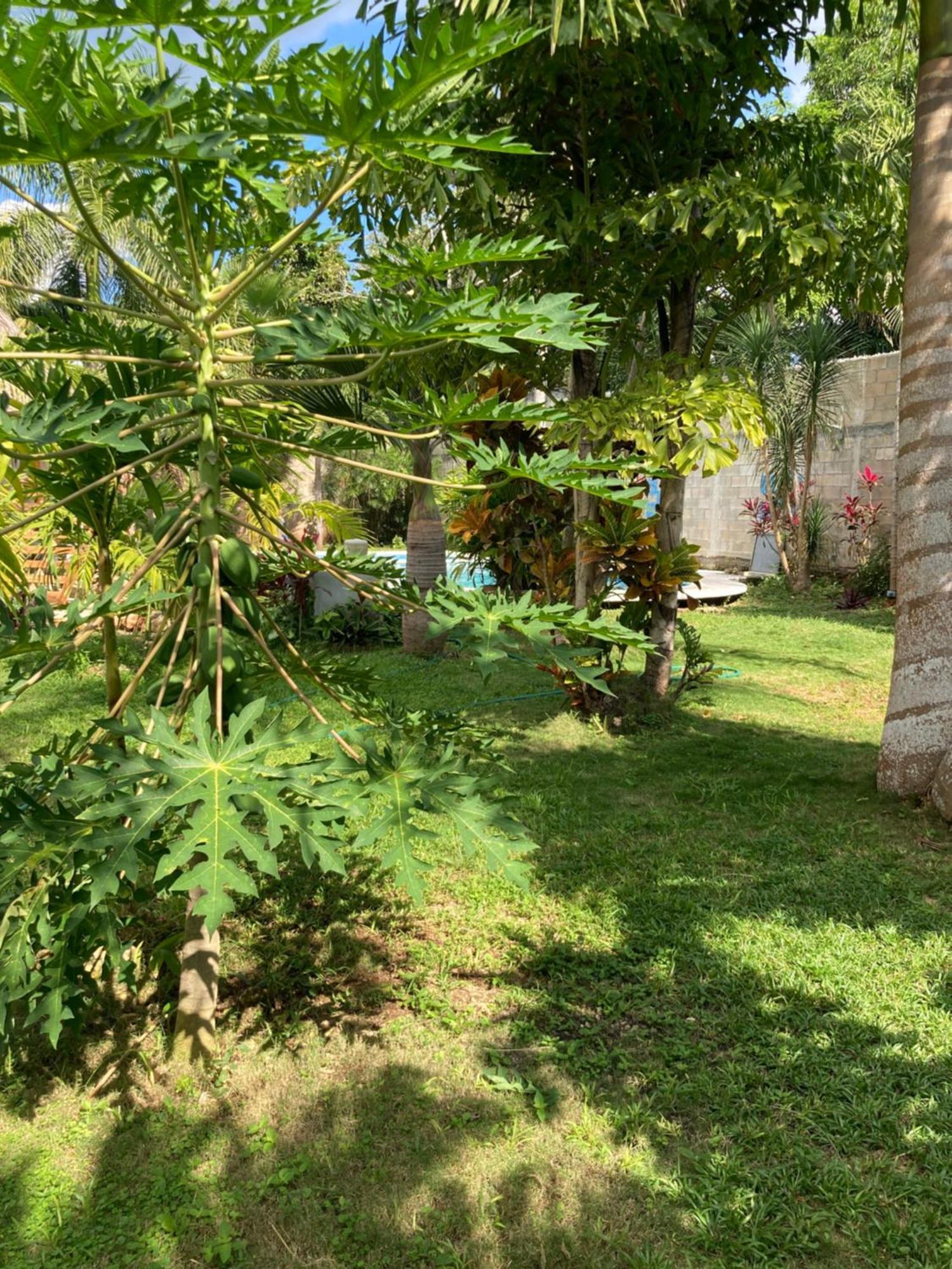 Green Paradise Леона-Викарио Экстерьер фото