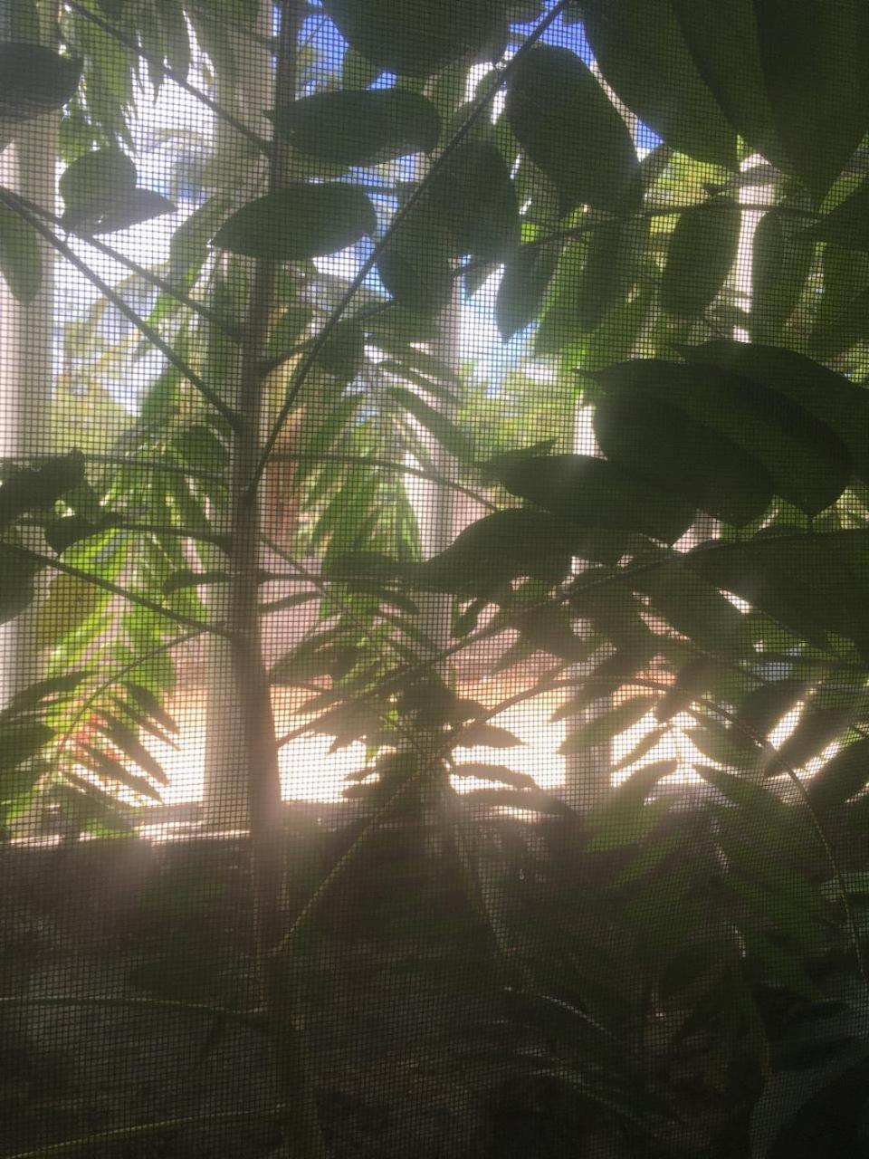 Green Paradise Леона-Викарио Экстерьер фото